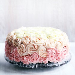 ombre roses pink